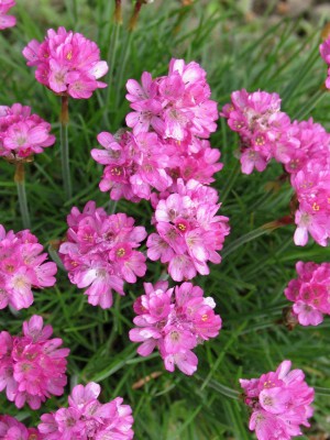 Bild von Armeria maritima Frühlingszauber