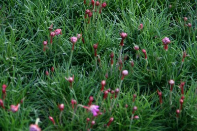 Bild von Armeria maritima Splendens