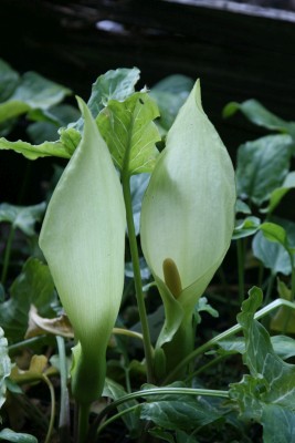 Bild von Arum italicum 