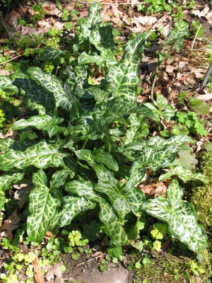 Bild von Arum maculatum 