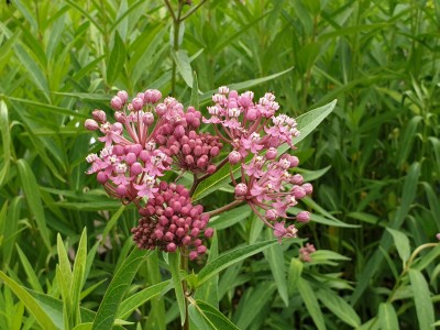 Bild von Asclepias incarnata