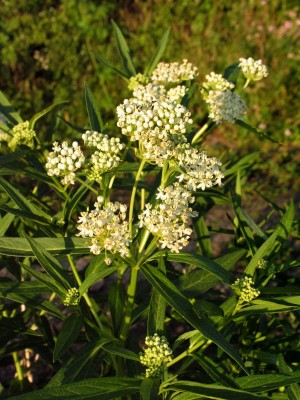 Bild von Asclepias incarnata Alba