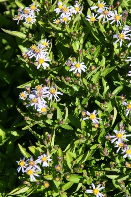 Bild von Aster ageratoides Adustus Nanus