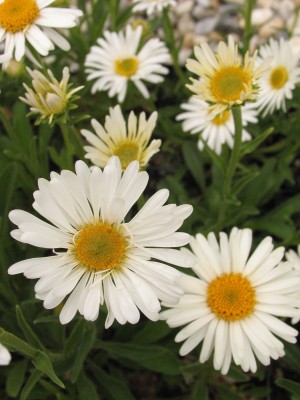 Bild von Aster alpinus Albus