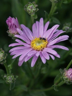 Bild von Aster amellus Rosa-Erfüllung