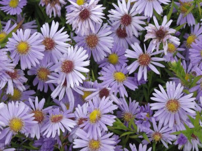 Bild von Aster x-dumosus Zwergenhimmel