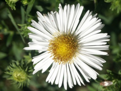 Bild von Aster novae-angliae Herbstschnee