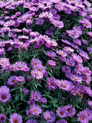 Bild von Aster novae-angliae Purple Dome