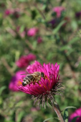 Bild von Aster novae-angliae Rubinschatz