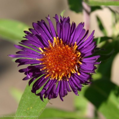 Bild von Aster novae-angliae Violetta