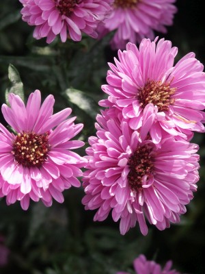 Bild von Aster novi-belgii Gui Ballard