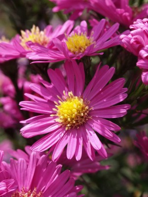 Bild von Aster novi-belgii Leuchtfeuer