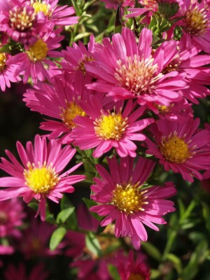 Bild von Aster novi-belgii Lysette