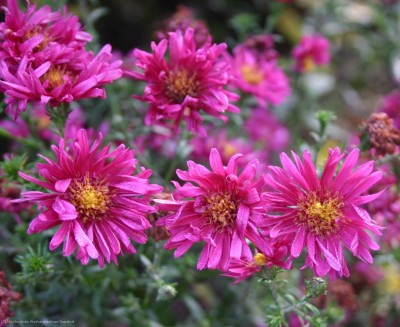 Bild von Aster novi-belgii Royal Ruby