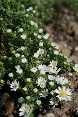 Bild von Aster pansos Snow-Flurry