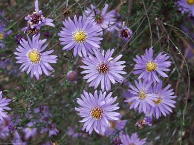 Bild von Aster turbinellus