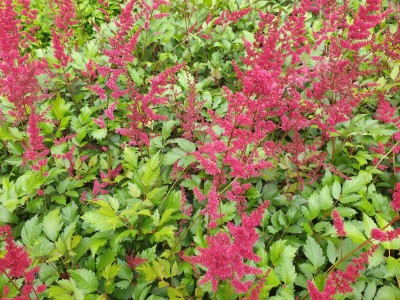 Bild von Astilbe x-arendsii Fanal