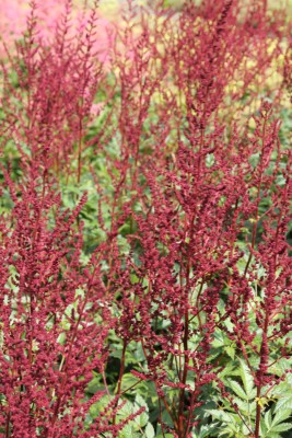 Bild von Astilbe x-arendsii Glut