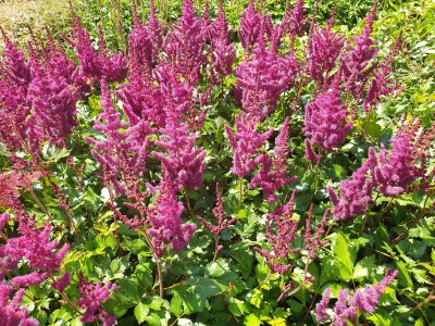 Bild von Astilbe chinensis Visions in Red