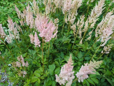 Bild von Astilbe chinensis Visions-Inferno