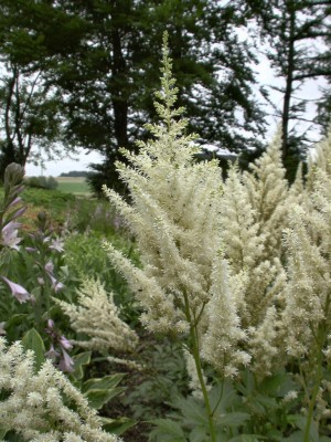 Bild von Astilbe x-japonica Deutschland