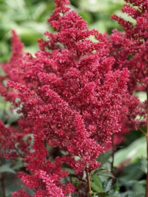 Bild von Astilbe x-japonica Montgomery