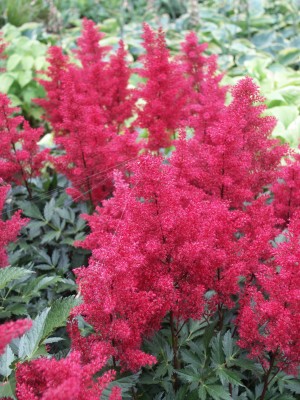 Bild von Astilbe x-japonica Red Sentinal