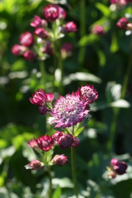 Bild von Astrantia major Lars