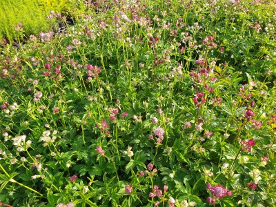 Bild von Astrantia major Primadonna