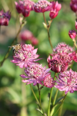 Bild von Astrantia major Ruby Wedding