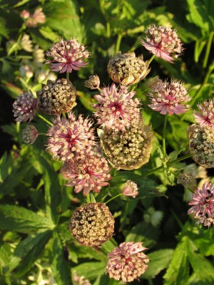 Bild von Astrantia major Rosensinfonie