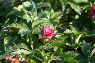 Bild von Astrantia major Roma