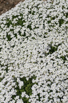 Bild von Aubrieta x-cult. weiß