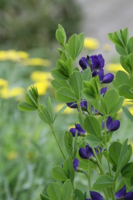 Bild von Baptisia australis