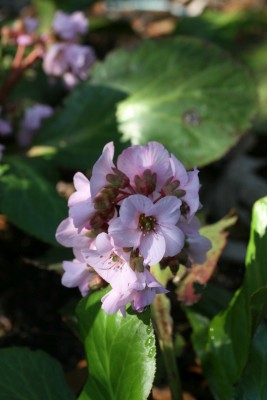 Bild von Bergenia cordifolia Biedermeier