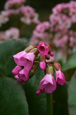 Bild von Bergenia cordifolia Oeschberg