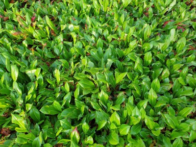 Bild von Persicaria affinis Kabouter