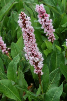 Bild von Persicaria affinis Kabouter