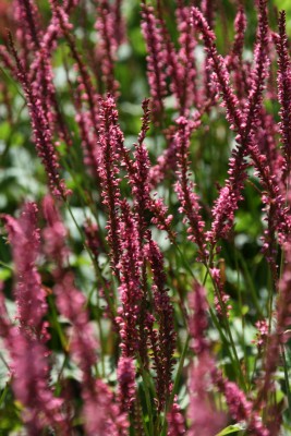 Bild von Persicaria amplexicaulis