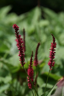 Bild von Persicaria amplexicaulis Atropurpurea