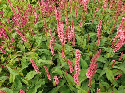 Bild von Persicaria amplexicaulis Orange Field