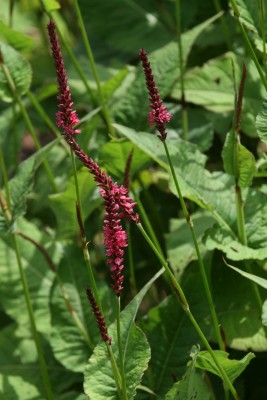 Bild von Persicaria amplexicaulis Speciosa