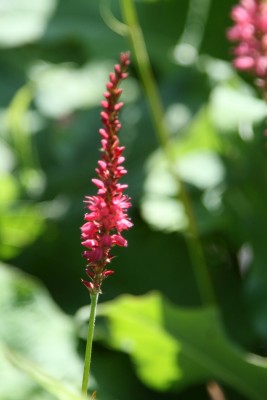 Bild von Persicaria amplexicaulis Firedance