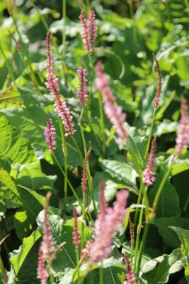 Bild von Persicaria amplexicaulis October Pink