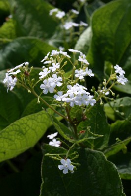 Bild von Brunnera macrophylla Betty Bowring