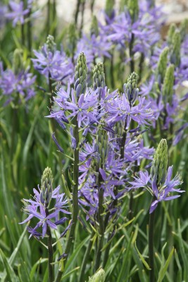 Bild von Camassia leichtlinii Caerulea