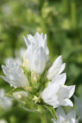 Bild von Campanula glomerata Alba