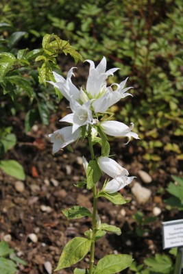 Bild von Campanula latifolia macrantha Alba