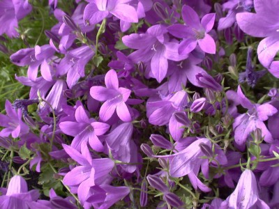 Bild von Campanula portenschlagiana Birch Hybrid