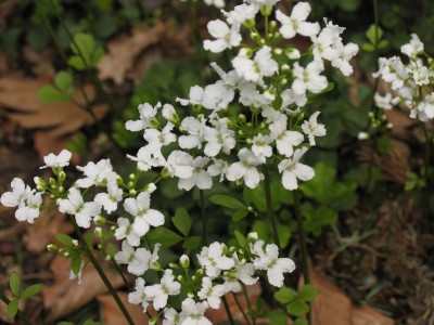 Bild von Cardamine trifoliata